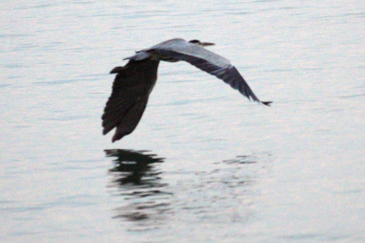 Gray Heron - ML644645303