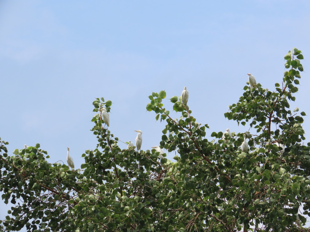 Eastern Cattle-Egret - ML644645305
