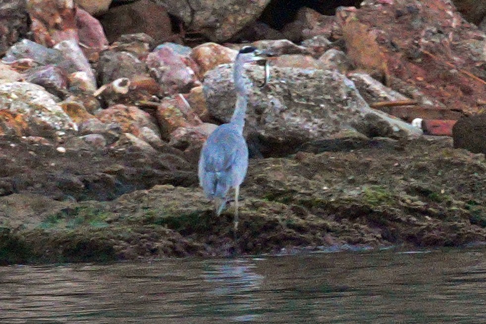 Gray Heron - ML644645306