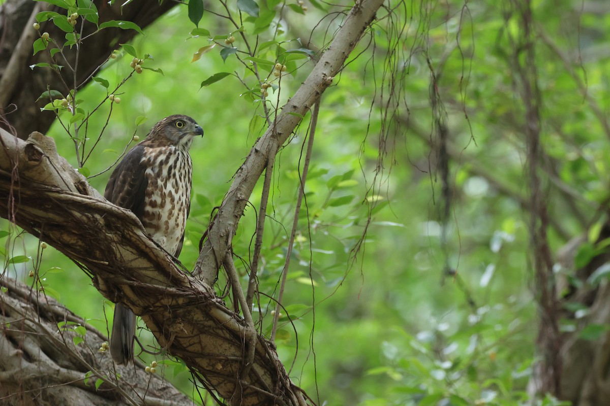 カンムリオオタカ - ML644645308