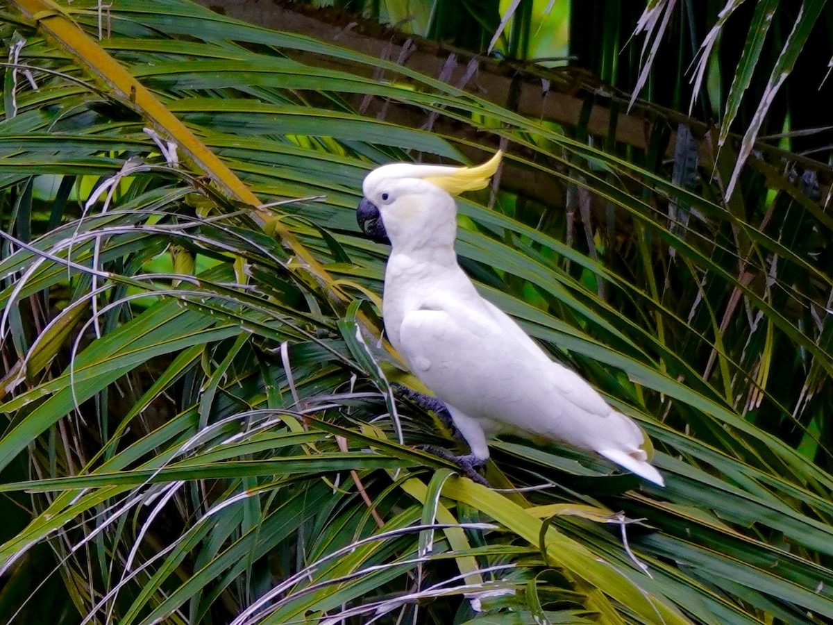 Sulphur-crested Cockatoo - ML644645310