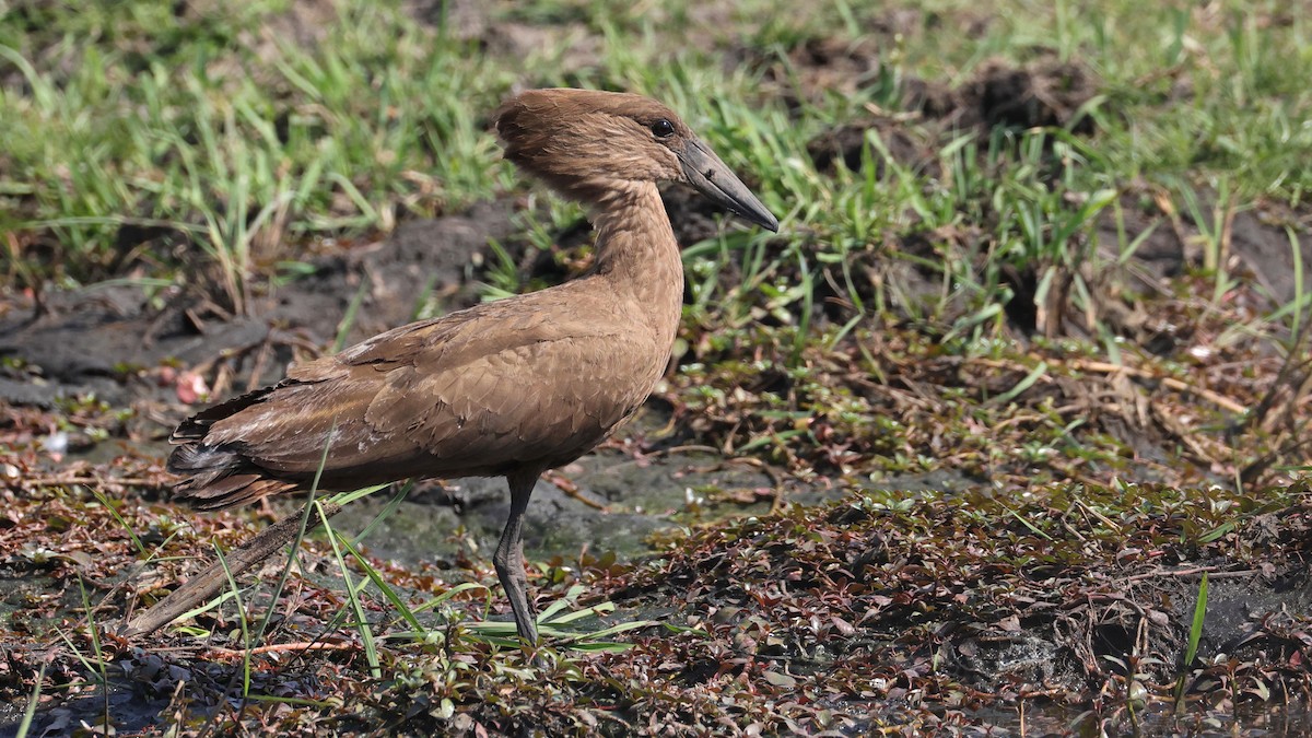 Hamerkop - ML644645311