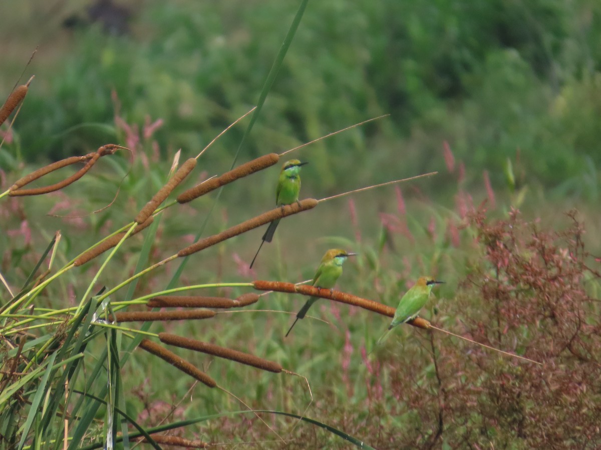 Asian Green Bee-eater - ML644645312