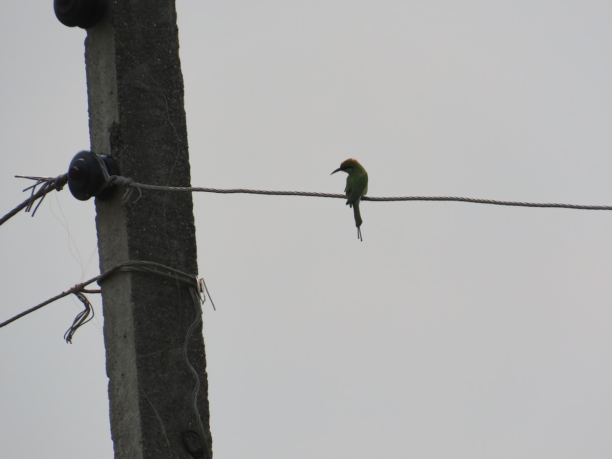 Asian Green Bee-eater - ML644645314