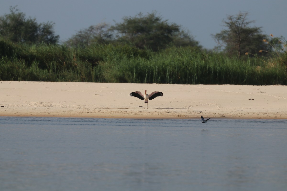 Blacksmith Lapwing - ML644645318