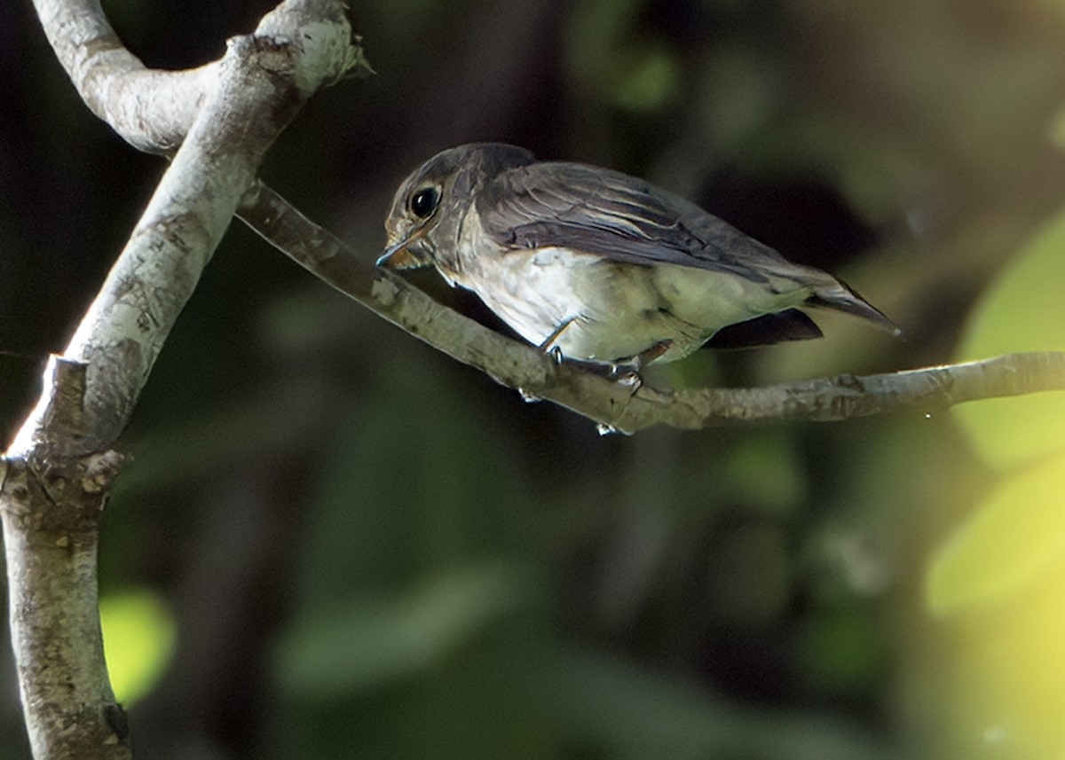 Brown-streaked Flycatcher - ML644645324