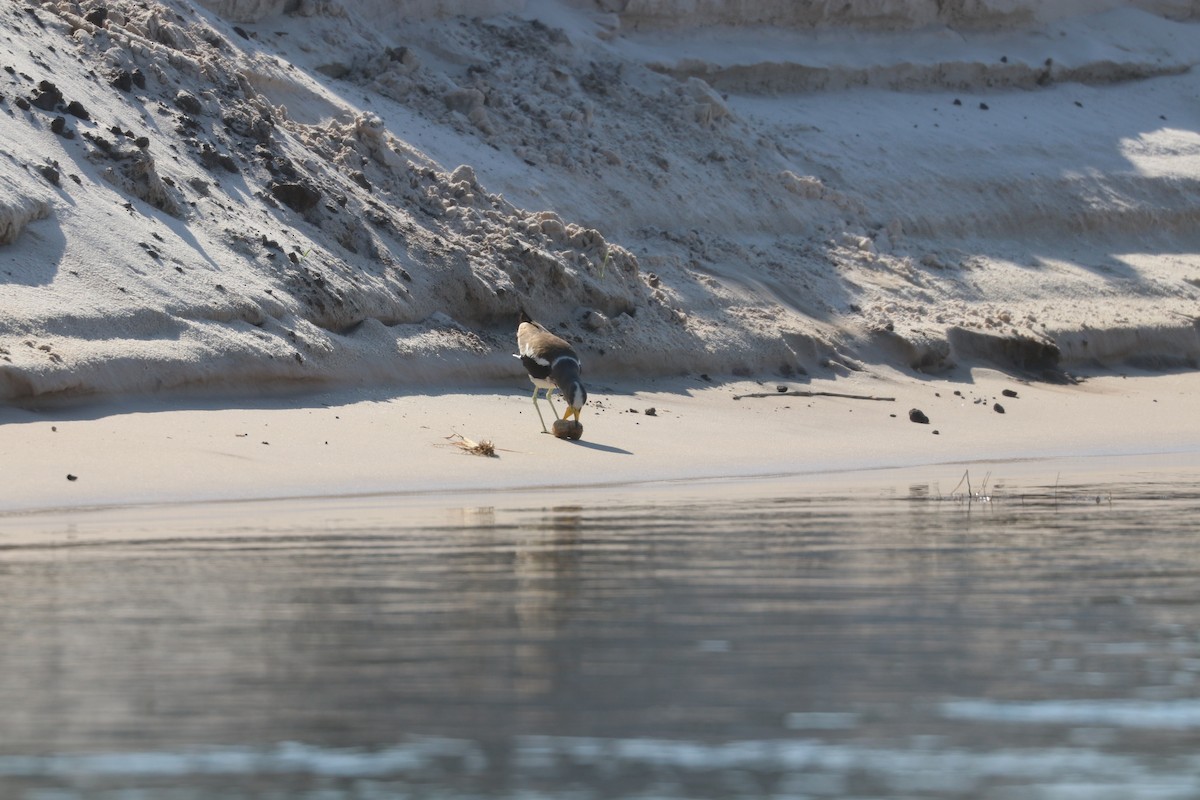 White-crowned Lapwing - ML644645332