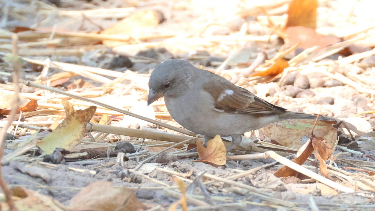 Southern Gray-headed Sparrow - ML644645336