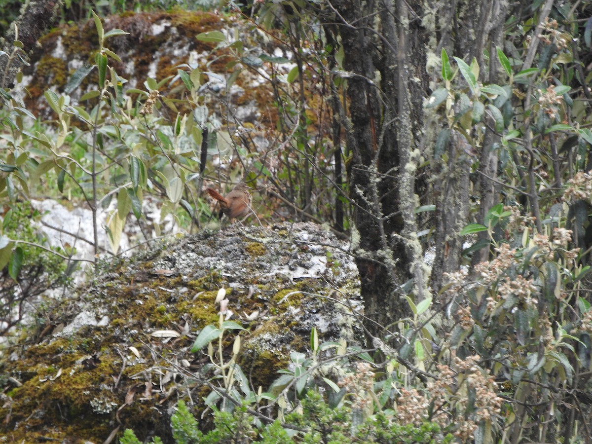 Striated Earthcreeper - ML644645338