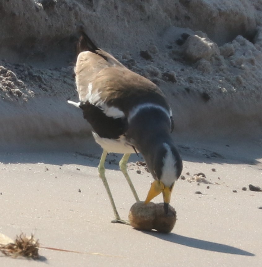 White-crowned Lapwing - ML644645346