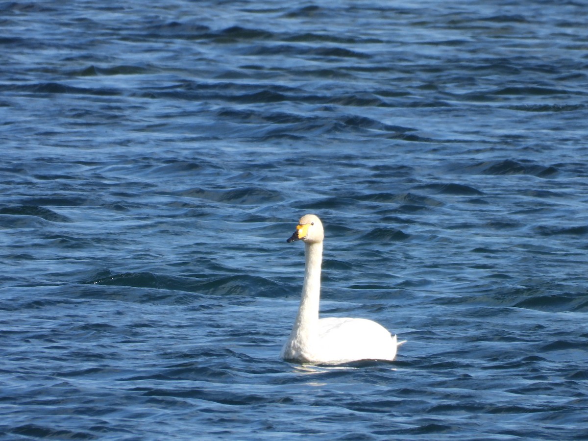 ברבור שר - ML644645347