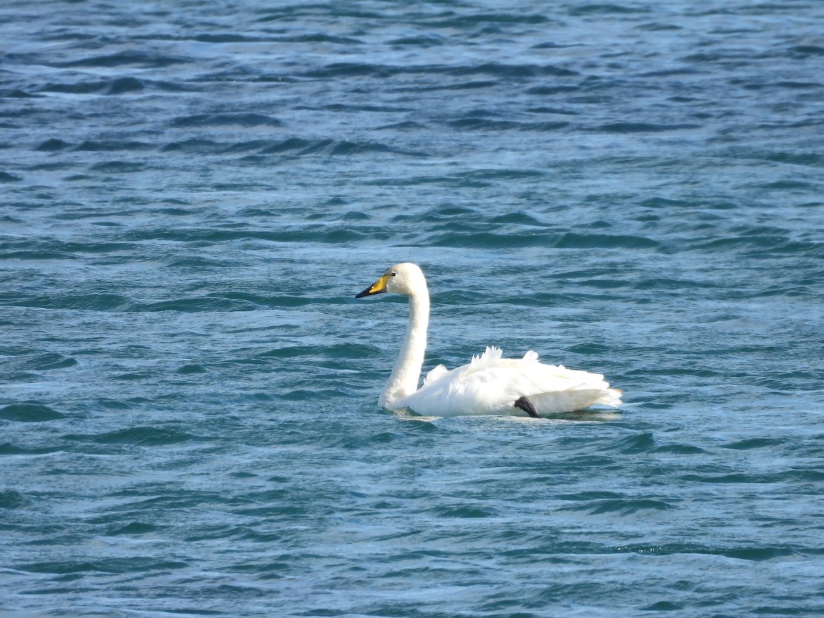 ברבור שר - ML644645348