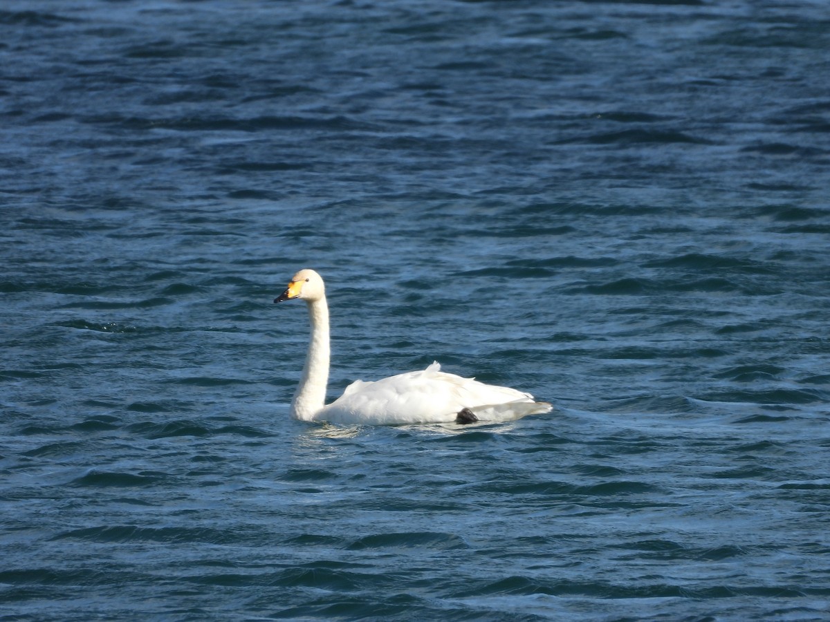 ברבור שר - ML644645350