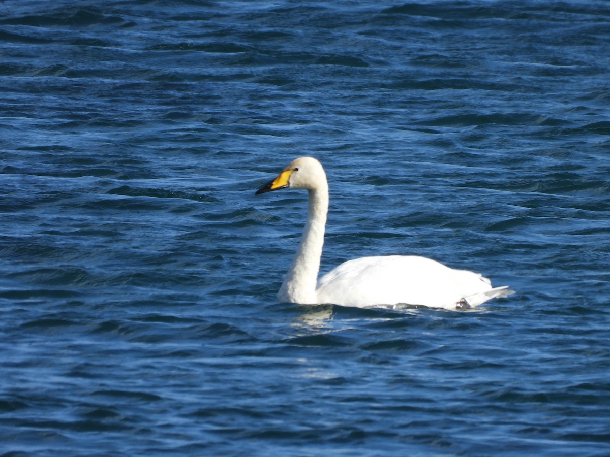 ברבור שר - ML644645352