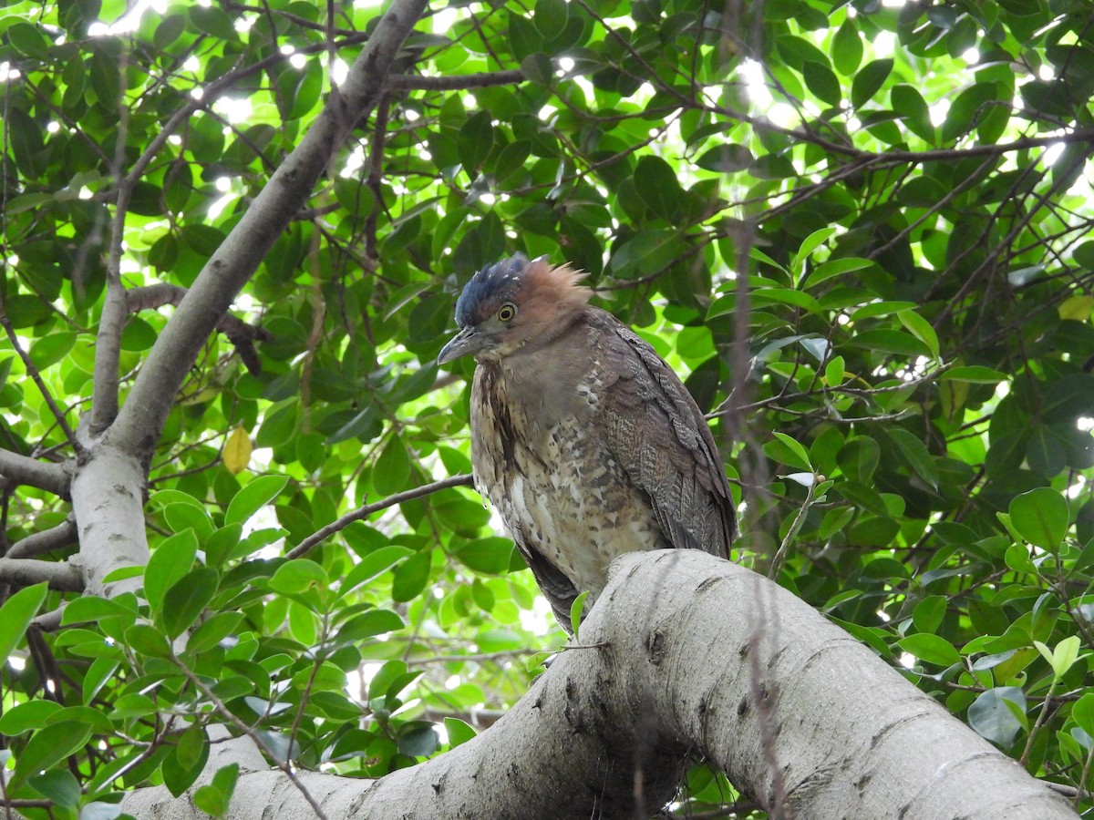 Malayan Night Heron - ML644645356