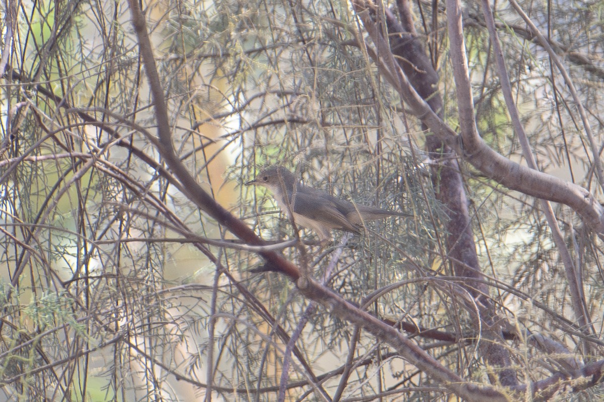 Fauvette de Ménétries - ML644645369