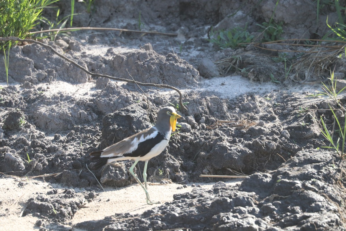White-crowned Lapwing - ML644645375