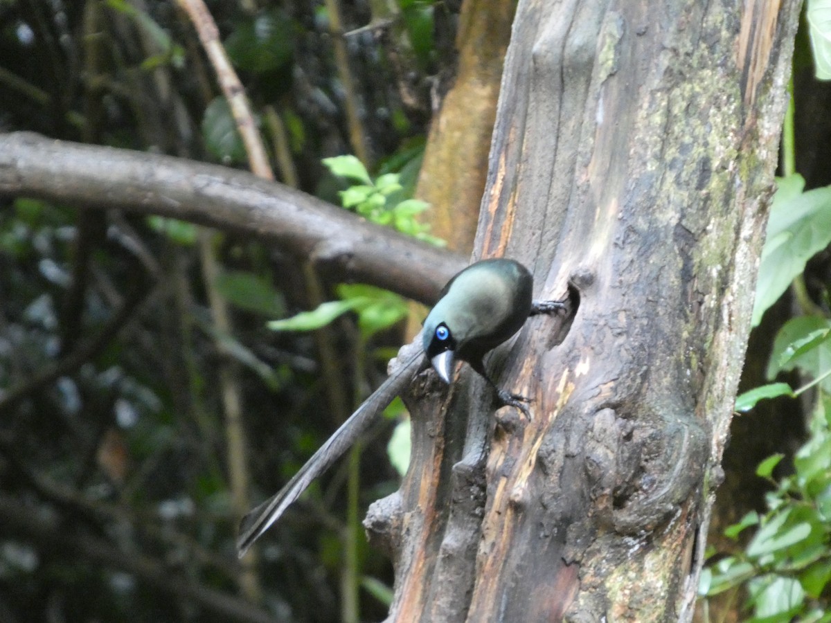 クロラケットオナガ - ML644645376