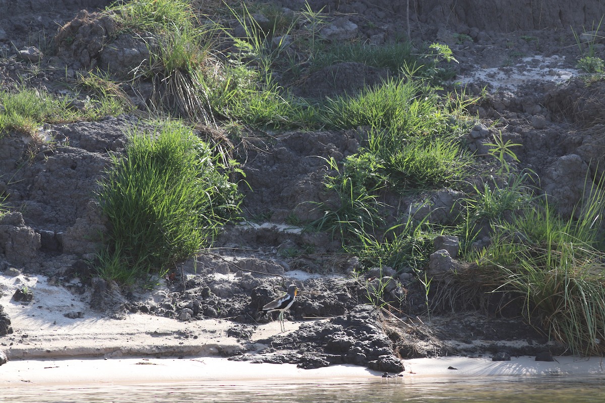 White-crowned Lapwing - ML644645377