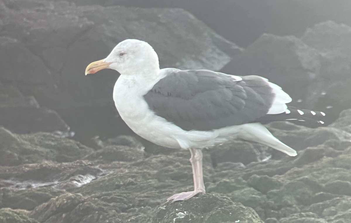 Мартин західний - ML644645383