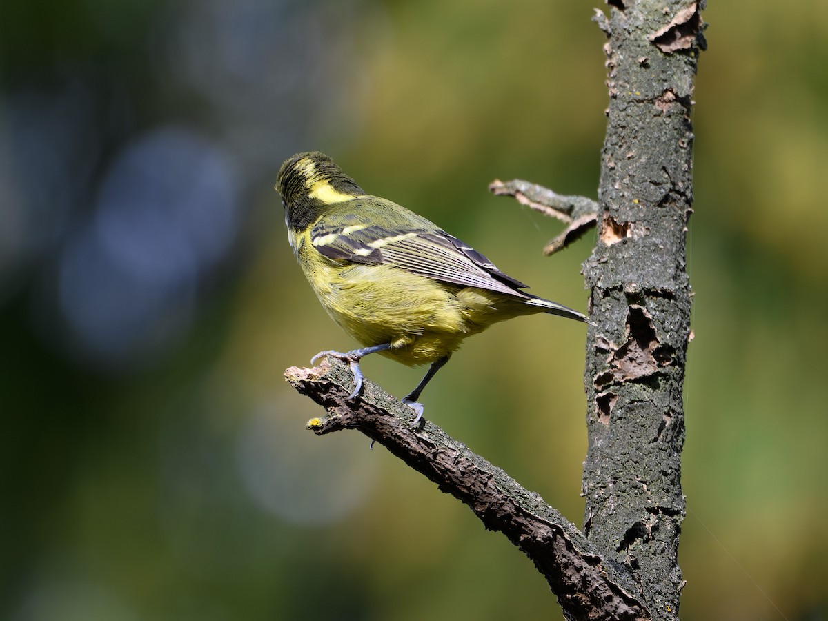 Yellow-bellied Tit - ML644645387