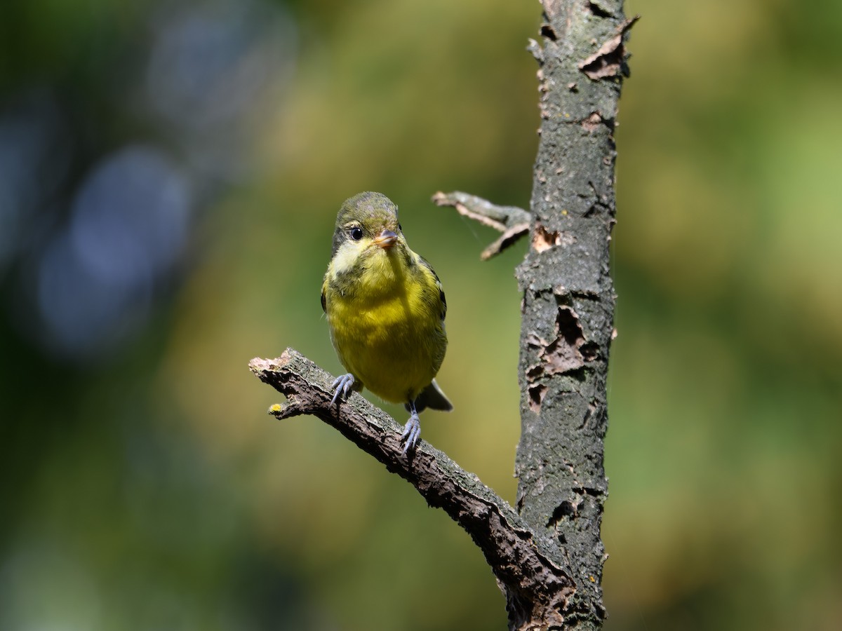 Yellow-bellied Tit - ML644645388
