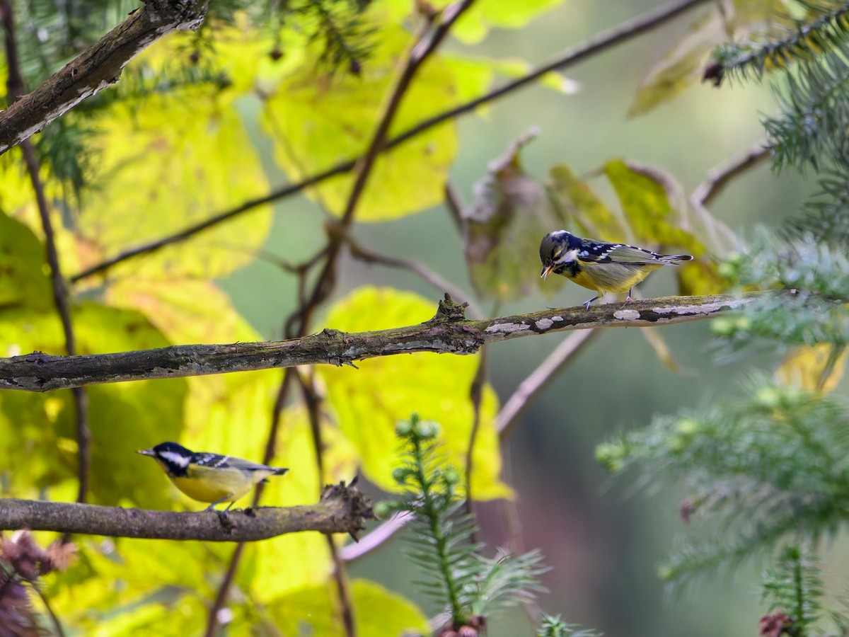 Yellow-bellied Tit - ML644645389