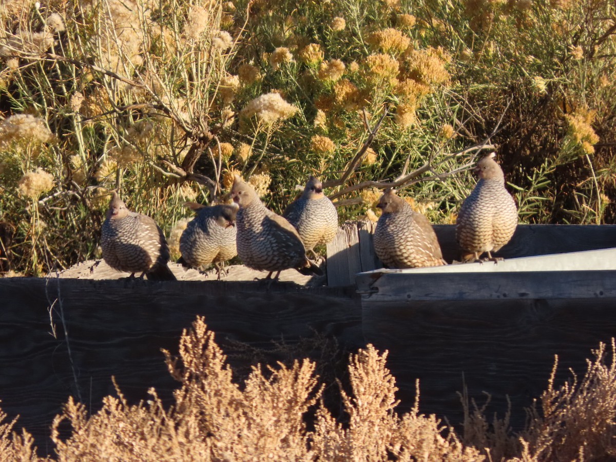 Schuppenwachtel - ML644645391