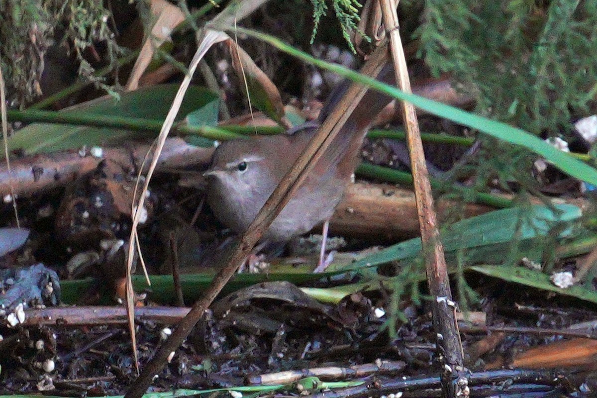 Cetti's Warbler - ML644645398