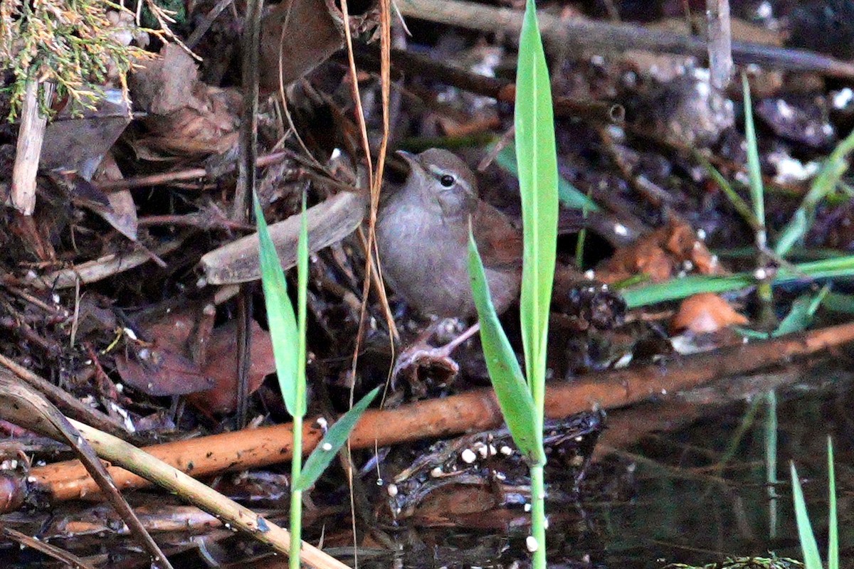 Cetti's Warbler - ML644645399