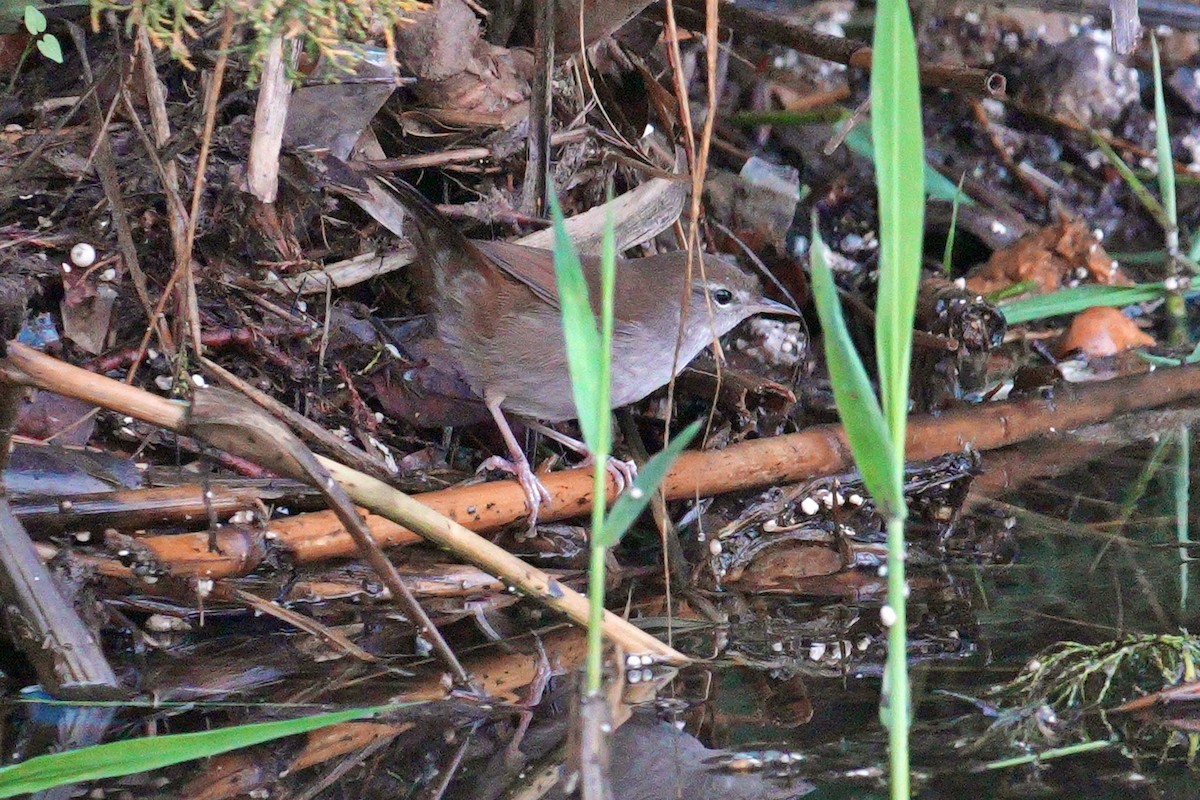 Cetti's Warbler - ML644645400