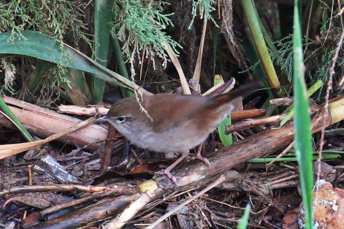 Cetti's Warbler - ML644645401