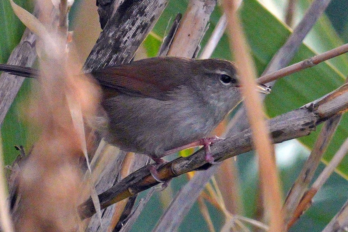 Cetti's Warbler - ML644645403