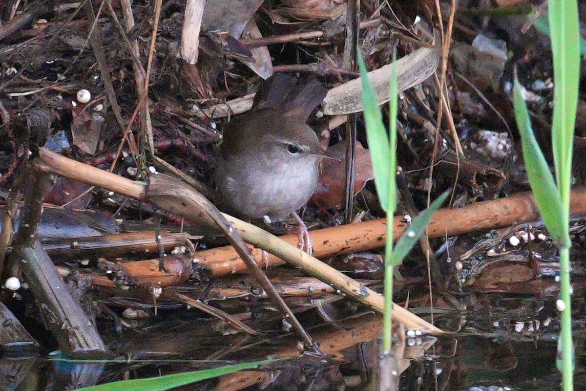 Cetti's Warbler - ML644645404
