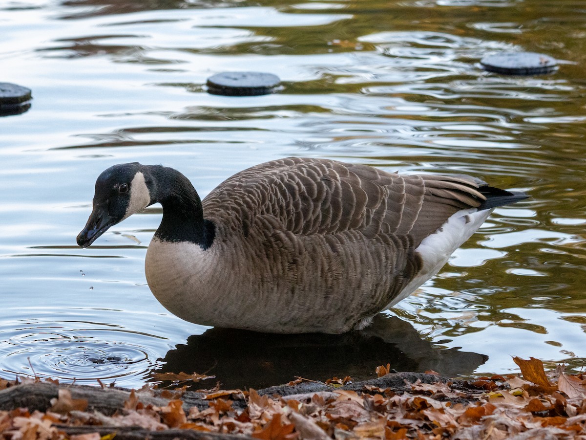 Канад галуу - ML644645418