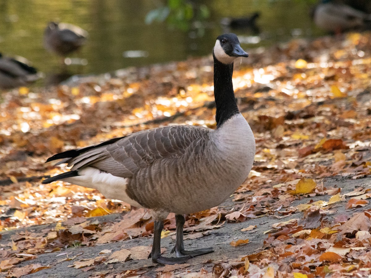 Канад галуу - ML644645420