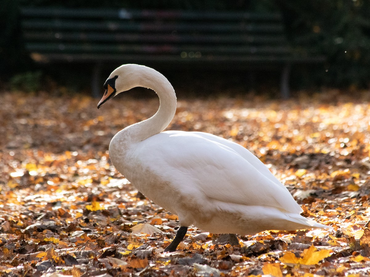 Хуруут хун - ML644645430