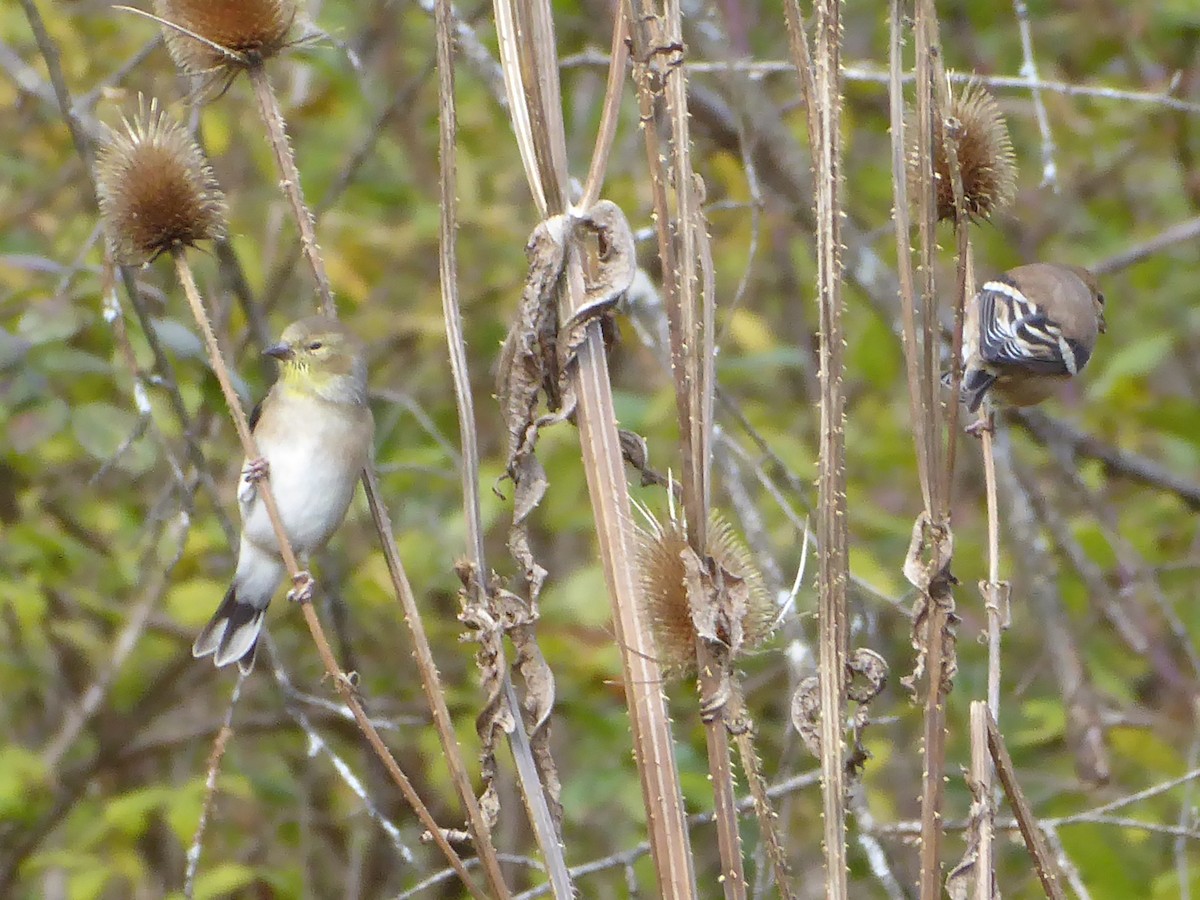 čížek žlutý - ML644645431