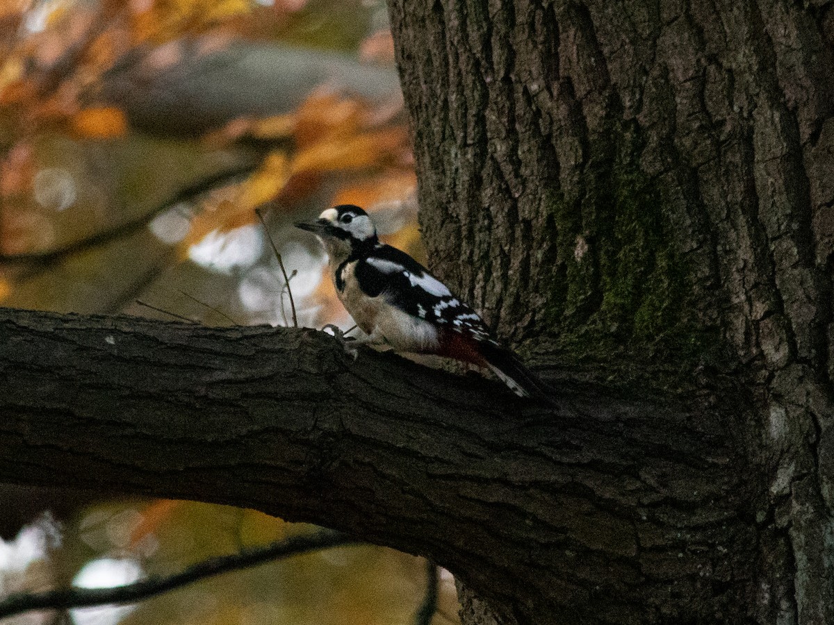 Алаг тоншуул - ML644645433