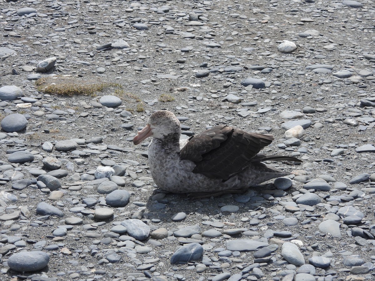 Northern Giant-Petrel - ML644645434
