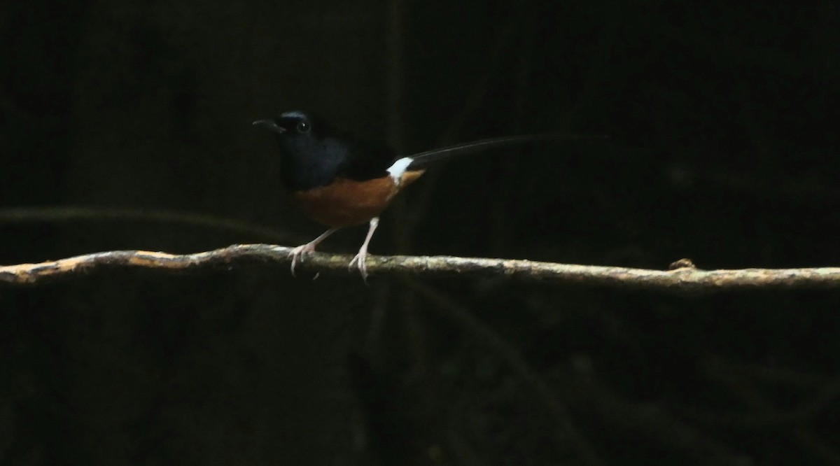 White-rumped Shama - ML644645436