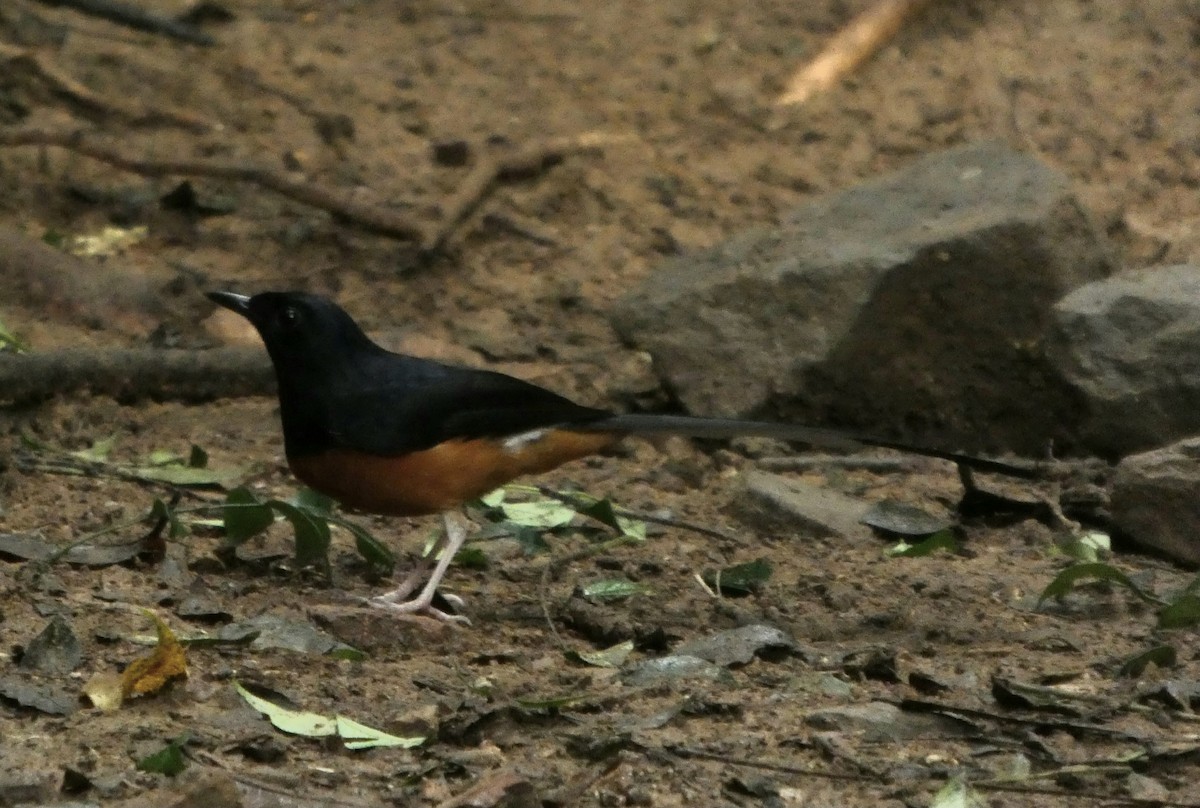 White-rumped Shama - ML644645437