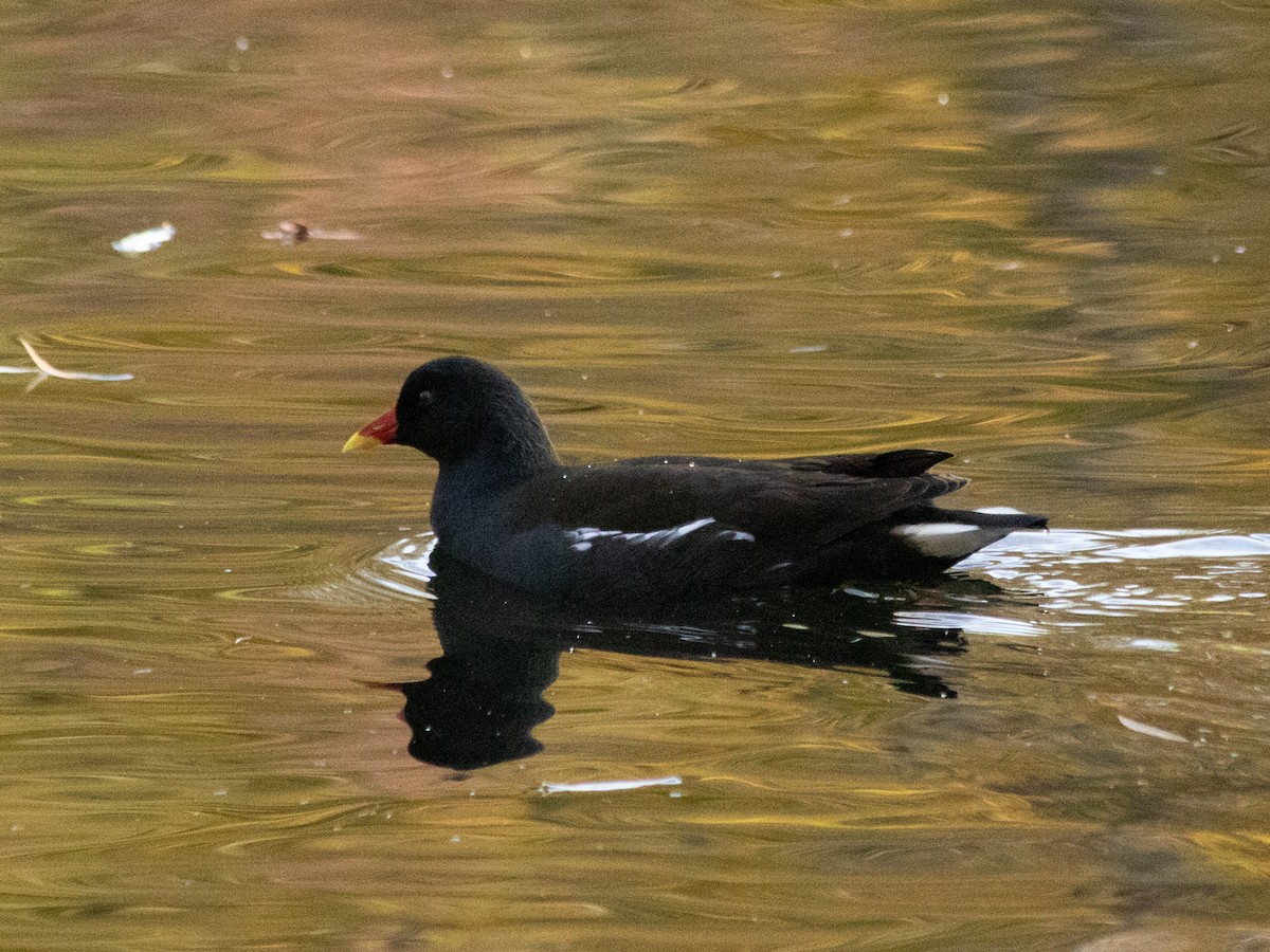 紅冠水雞 - ML644645438