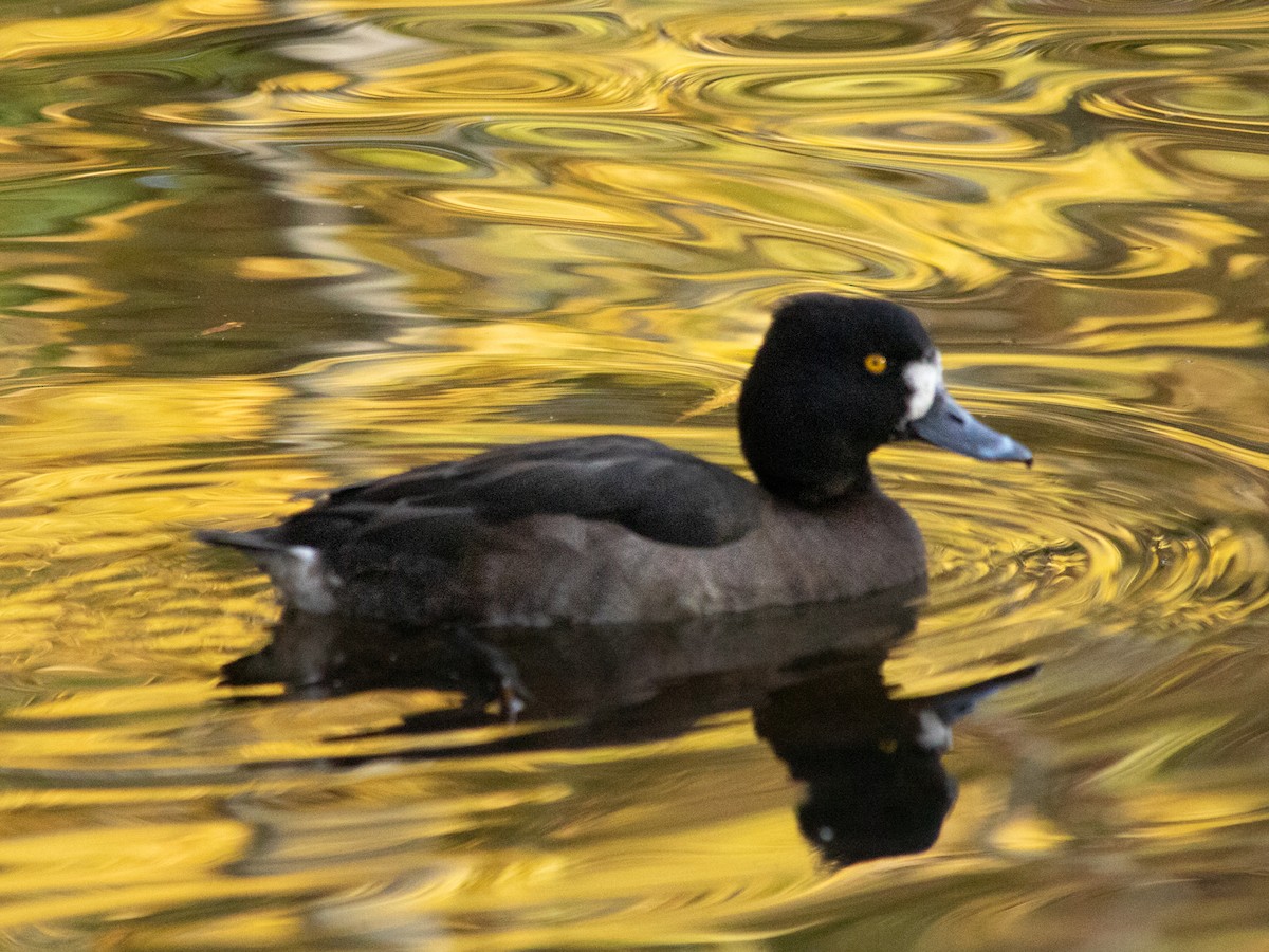 Гэзэгт шумбуур - ML644645440