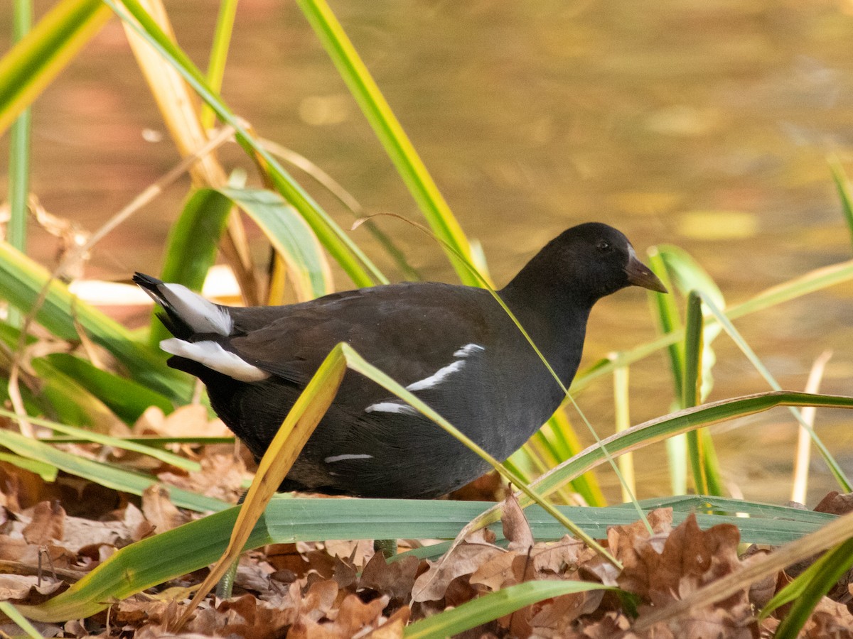 紅冠水雞 - ML644645442