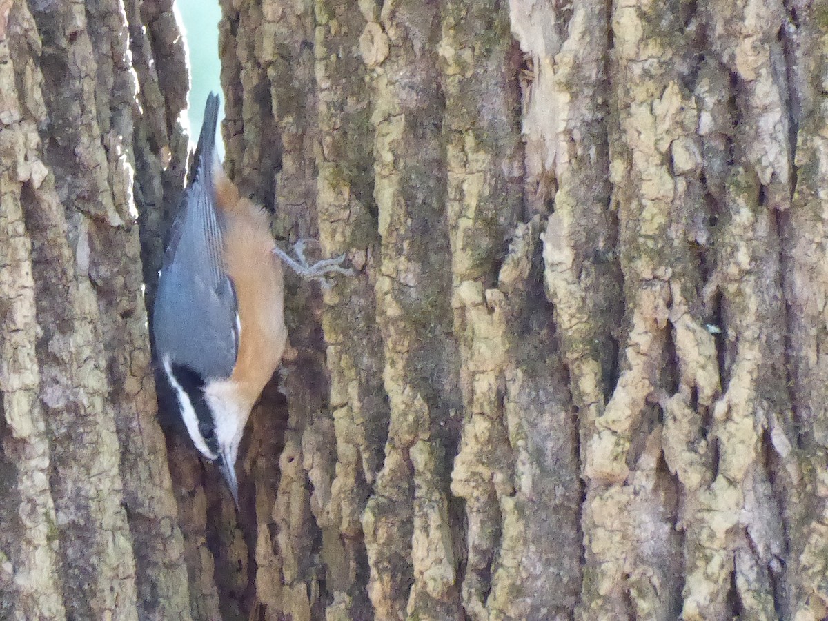 סיטה קנדית - ML644645446
