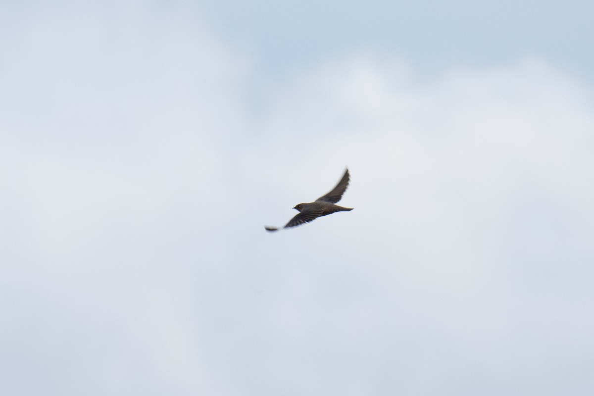 břehule skalní - ML644645448