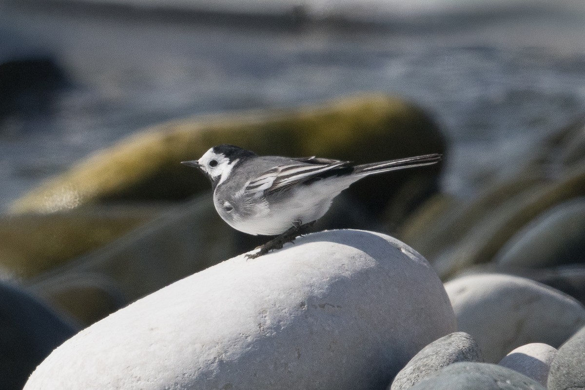 Bergeronnette grise - ML644645455