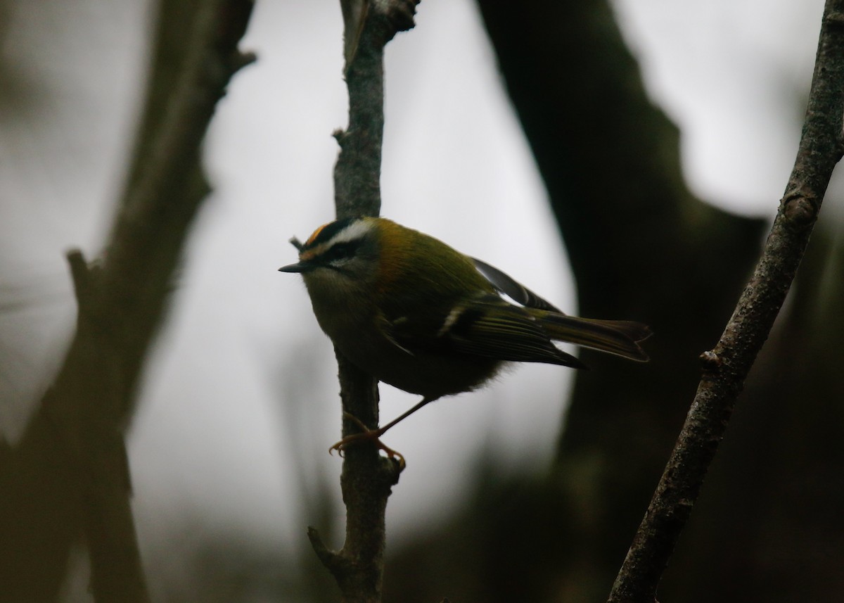 Красноголовый королёк - ML644645456