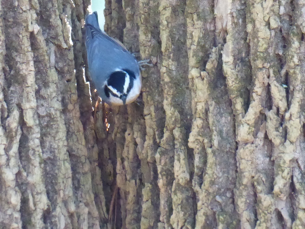 סיטה קנדית - ML644645457